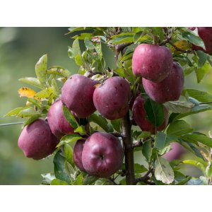 Stĺpovitá jabloň (Malus ballerina) ´RUMBA´ - jesenná, výška 40-70 cm, kont. C5L